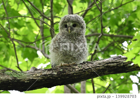 フクロウの雛 フクロウの雛 139928703