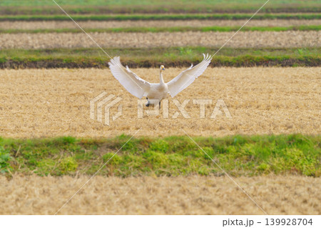 稲刈り後の田んぼで越冬する白鳥 秋の田園風景 稲刈り後の田んぼで越冬する白鳥 秋の田園風景 139928704