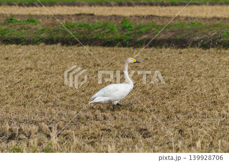 稲刈り後の田んぼで越冬する白鳥　秋の田園風景 139928706