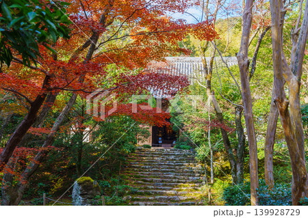 紅葉に覆われた石段 浄住寺 紅葉に覆われた石段 浄住寺 139928729