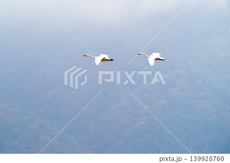 霞のかかった空を飛ぶ白鳥 幻想的な冬の渡り鳥風景 霞のかかった空を飛ぶ白鳥 幻想的な冬の渡り鳥風景 139928760