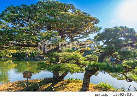 【特別名勝】栗林公園 晩秋の風景 夫婦松と北湖 香川県高松市 【特別名勝】栗林公園 晩秋の風景 夫婦松と北湖 香川県高松市 139928830