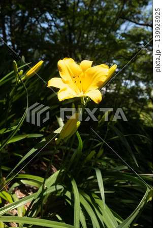 「公園」(5月)【素材】公園の花壇に咲く色とりどりの花 「公園」(5月)【素材】公園の花壇に咲く色とりどりの花 139928925