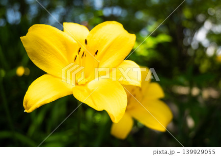 「公園」(5月)【素材】公園の花壇に咲く色とりどりの花 「公園」(5月)【素材】公園の花壇に咲く色とりどりの花 139929055