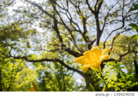 「公園」(5月)【素材】公園の花壇に咲く色とりどりの花 「公園」(5月)【素材】公園の花壇に咲く色とりどりの花 139929056