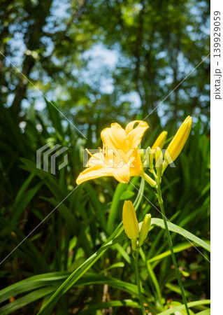 「公園」(5月)【素材】公園の花壇に咲く色とりどりの花 「公園」(5月)【素材】公園の花壇に咲く色とりどりの花 139929059