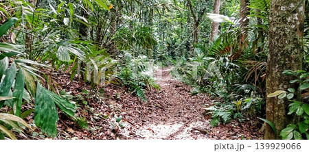 A path in the middle of a tropical forest 139929066