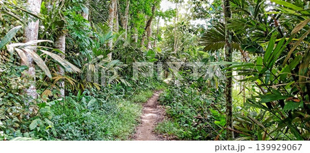 A path in the middle of a tropical forest A path in the middle of a tropical forest 139929067