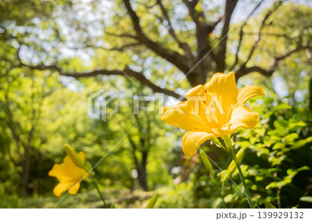 「公園」(5月)【素材】公園の花壇に咲く色とりどりの花 「公園」(5月)【素材】公園の花壇に咲く色とりどりの花 139929132
