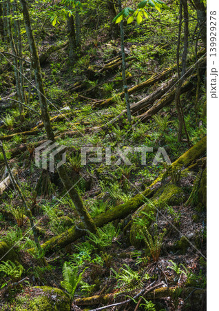 【中房渓谷】苔とシダ植物に覆われた森【安曇野市穂高】 139929278