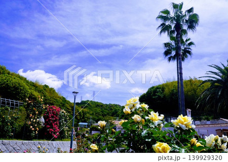 色とりどりの薔薇が咲き乱れる公園 色とりどりの薔薇が咲き乱れる公園 139929320