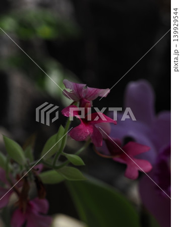 植物館でマクロ撮影された雫が輝く赤紫色の花 植物館でマクロ撮影された雫が輝く赤紫色の花 139929544