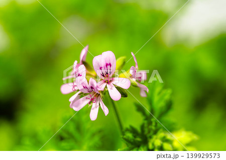 ローズゼラニウムの花 ローズゼラニウムの花 139929573