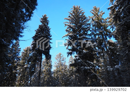 Spruce and fir trees grow tall in the forest of Taiga Karelia. The sky is clear and blue. Snow covers tree branches. Light shines through the forest. Many trees surround the area Spruce and fir trees grow tall in the forest of Taiga Karelia. The sky is clear and blue. Snow covers tree branches. Light shines through the forest. Many trees surround the area 139929702