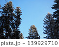 Tall spruce and fir trees stand covered in snow against a clear blue sky in the Taiga region of Karelia. This winter scene showcases nature in the forest 139929710