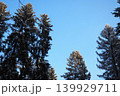Spruce and fir trees rise high against a clear blue sky in the Taiga of Karelia. Snow covers the branches as sunlight filters through the trees 139929711