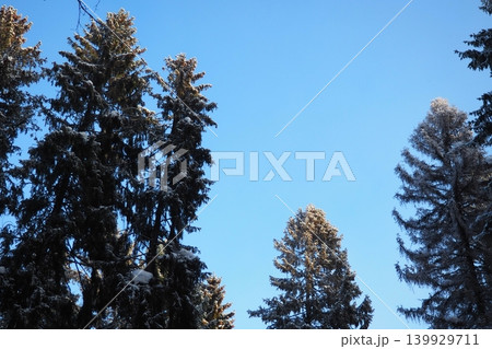 Spruce and fir trees rise high against a clear blue sky in the Taiga of Karelia. Snow covers the branches as sunlight filters through the trees Spruce and fir trees rise high against a clear blue sky in the Taiga of Karelia. Snow covers the branches as sunlight filters through the trees 139929711