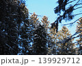 The bright blue sky contrasts with the snow-covered spruce and fir trees in the taiga forest of Karelia. Observers can see the tall trees that fill the landscape in winter 139929712
