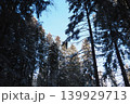 The tall spruce and fir trees stand in a dense taiga forest in Karelia. Bright sunlight shines down from a clear blue sky, illuminating the branches and forest floor 139929713