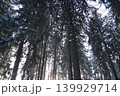 Sunlight shines through the branches of tall spruce and fir trees in the Taiga forest of Karelia. Snow covers the ground and branches, creating a winter scene 139929714