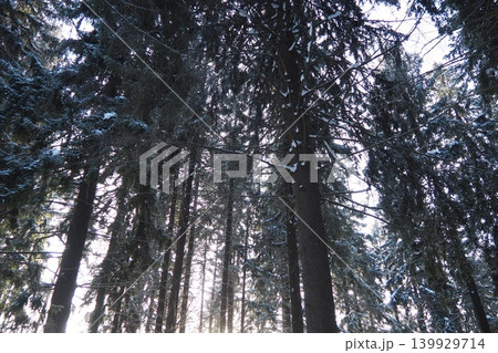 Sunlight shines through the branches of tall spruce and fir trees in the Taiga forest of Karelia. Snow covers the ground and branches, creating a winter scene Sunlight shines through the branches of tall spruce and fir trees in the Taiga forest of Karelia. Snow covers the ground and branches, creating a winter scene 139929714