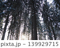 Sunlight filters through the tall spruce and fir trees in a winter forest in Karelia. The scene shows a dense taiga landscape with snow covering the ground and branches 139929715
