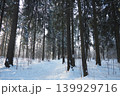 Tall spruce and fir trees fill the snowy landscape of Taiga Karelia. The ground is blanketed in snow and pathways are visible. Sunlight filters through the branches creating patterns on the snow 139929716