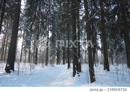 Tall spruce and fir trees fill the snowy landscape of Taiga Karelia. The ground is blanketed in snow and pathways are visible. Sunlight filters through the branches creating patterns on the snow Tall spruce and fir trees fill the snowy landscape of Taiga Karelia. The ground is blanketed in snow and pathways are visible. Sunlight filters through the branches creating patterns on the snow 139929716