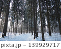 Snow blankets the ground in the taiga of Karelia. Tall spruce and fir trees surround a narrow path. Sunlight filters through the branches, creating a winter scene 139929717