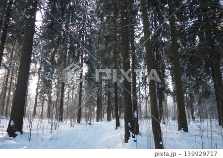 Snow blankets the ground in the taiga of Karelia. Tall spruce and fir trees surround a narrow path. Sunlight filters through the branches, creating a winter scene 139929717