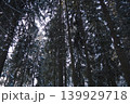 Tall spruce and fir trees stand in the taiga forest of Karelia. Snow covers the branches and the forest floor. Light filters through the trees on a winter day 139929718