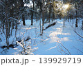 Snow blankets the ground in a forest in Karelia. Spruce and fir trees stand tall as sunlight breaks through the branches. The scene shows a winter day in the taiga 139929719