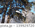 Tall spruce and fir trees stand in a winter forest of Taiga Karelia. Snow rests on branches, and a clear blue sky can be seen above. Sunlight shines down on the snowy landscape 139929720