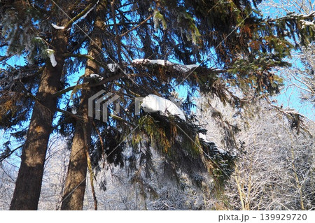 Tall spruce and fir trees stand in a winter forest of Taiga Karelia. Snow rests on branches, and a clear blue sky can be seen above. Sunlight shines down on the snowy landscape Tall spruce and fir trees stand in a winter forest of Taiga Karelia. Snow rests on branches, and a clear blue sky can be seen above. Sunlight shines down on the snowy landscape 139929720