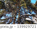 Tall spruce and fir trees stand in winter in Taiga Karelia. Snow covers branches and ground. The sun shines brightly, creating a clear blue sky overhead. Nature shows its beauty 139929721