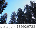 Tall spruce and fir trees reach up toward a clear blue sky in the Taiga region of Karelia during winter. Snow coats the branches and ground, showing the season chill 139929722