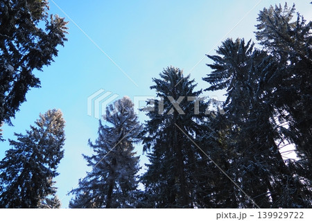 Tall spruce and fir trees reach up toward a clear blue sky in the Taiga region of Karelia during winter. Snow coats the branches and ground, showing the season chill Tall spruce and fir trees reach up toward a clear blue sky in the Taiga region of Karelia during winter. Snow coats the branches and ground, showing the season chill 139929722