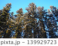Spruce and fir trees stand tall against a clear blue sky in Taiga Karelia. The trees are covered in snow, showing winter impact on the landscape 139929723