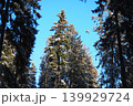 In the taiga of Karelia, tall spruce and fir trees tower above the ground. The sky is clear and blue, with some snow on the tree branches under bright sunlight 139929724