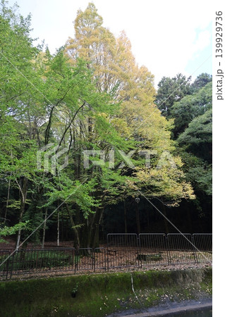 紅葉のある風景 139929736