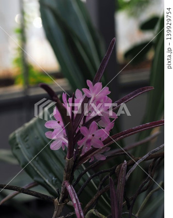 ​植物館でマクロ撮影された雫が乗る可憐なピンク色の花 139929754