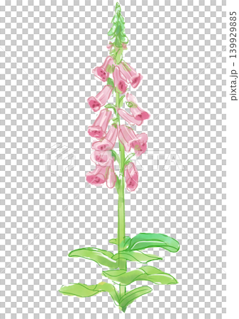 咲き誇るジギタリスの花の手描きの水彩イラスト 咲き誇るジギタリスの花の手描きの水彩イラスト 139929885