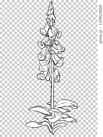 A hand-drawn line art illustration of foxglove flowers in full bloom. A hand-drawn line art illustration of foxglove flowers in full bloom. 139929886