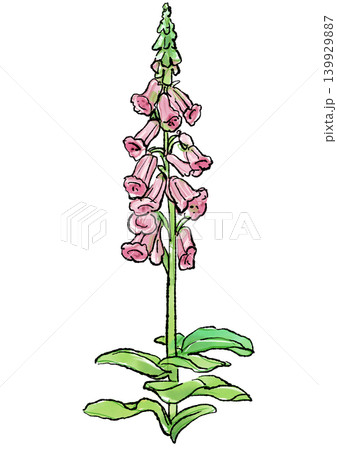 咲き誇るジギタリスの花の手描きの線画と水彩イラスト 咲き誇るジギタリスの花の手描きの線画と水彩イラスト 139929887