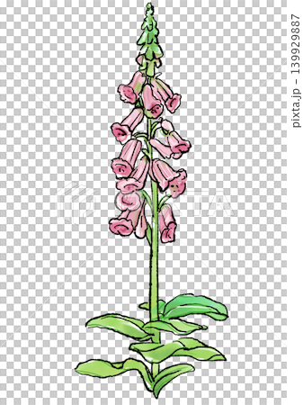 咲き誇るジギタリスの花の手描きの線画と水彩イラスト 咲き誇るジギタリスの花の手描きの線画と水彩イラスト 139929887