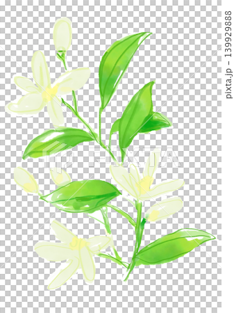 一幅手繪水彩插圖,描繪了盛開的茉莉花。 一幅手繪水彩插圖,描繪了盛開的茉莉花。 139929888