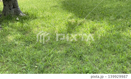 野原の木陰 139929987