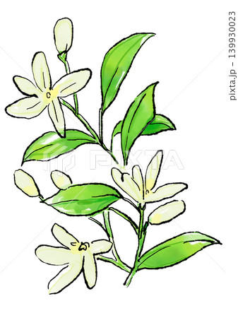 咲き誇るジャスミンの花の手描きの線画と水彩イラスト 咲き誇るジャスミンの花の手描きの線画と水彩イラスト 139930023