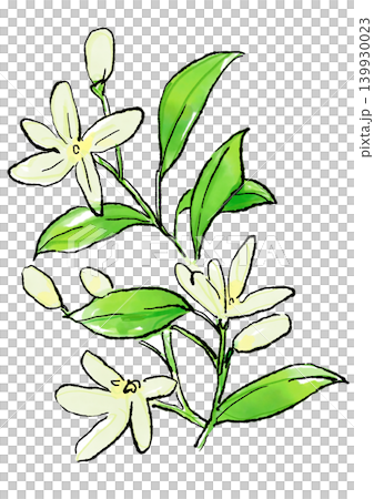 咲き誇るジャスミンの花の手描きの線画と水彩イラスト 咲き誇るジャスミンの花の手描きの線画と水彩イラスト 139930023