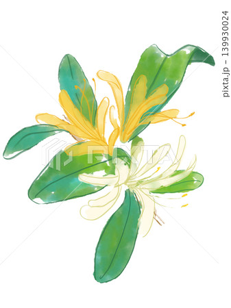 咲き誇るスイカズラの花の手描きの水彩イラスト 咲き誇るスイカズラの花の手描きの水彩イラスト 139930024